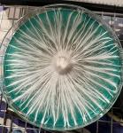 Booming Acres Colored Potato Dextrose and Yeast Agar | Prepoured Premade Sterile Petri Dish 20 Pack