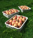 WYT Pack of 5 White Plastic Containers, 8L