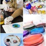30 Pack Sterile Plastic Petri Dishes with Lids