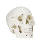 Life Size Human Skull Model with Numbered Details