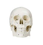 Life Size Human Skull Model with Numbered Details