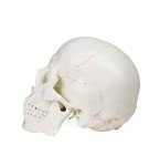 Life Size Human Skull Model with Numbered Details