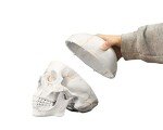 Life Size Human Skull Model with Numbered Details