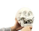 Life Size Human Skull Model with Numbered Details