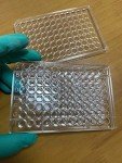 96-Well Tissue Culture Plate with Lid (10 Pack)