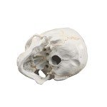 Life Size Human Skull Model with Numbered Details