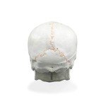 Life Size Human Skull Model with Numbered Details