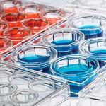 Olympus 24-Well Sterile Tissue Culture Plates