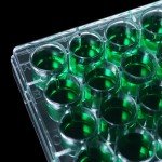 24 Well Bacterial Culture Dishes - Pack of 10