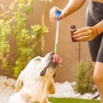 10 ml Glass Pipettes with Rubber Caps - 3 Pack