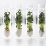 50ml Glass Test Tubes with Cork Caps - 48 Pack