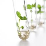 Borosilicate Glass Test Tubes with Screw Caps (10 Pack)