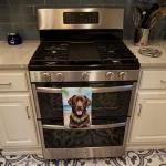 Chocolate Labrador Luau Kitchen Towel