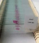 100pcs Human Histology Microscope Prepared Slides