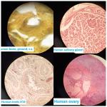 Human Tissue Anatomy Microscope Slides Set - 17pcs