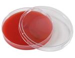 Bovine Blood Agar Plates for Mastitis Detection - Pack of 10