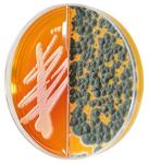 Derm-Duet Rapid Sporulation & Dermatophyte Test Biplate