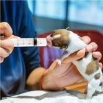 20 Pack of 10ml Sterile Plastic Syringes