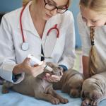 30ML Plastic Syringe Set with Stainless Needle Tips