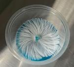 70mm Potato Dextrose Yeast Agar Cups - 15 Pack