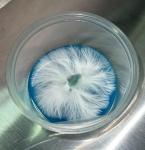 70mm Potato Dextrose Yeast Agar Cups - 15 Pack