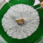 70mm Potato Dextrose Yeast Agar Cups - 15 Pack