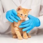 Blue Nitrile Exam Gloves - Latex & Powder-Free