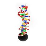 DNA Helix Double Molecular Model by Trademark Scientific