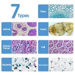 30 Prepared Microscope Slides with Specimens for Kids