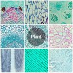 30 Prepared Microscope Slides with Specimens for Kids