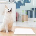 Sticky Floor Mat for Cleanrooms and Labs