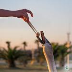 XTRM CRAFT 12-Inch Stainless Steel Dressing Forceps