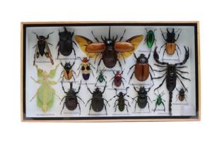 Exotic Taxidermy Insects in Wooden Frame - Set