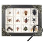 Insect Specimen Resin Collection - 12 Decorative Pieces
