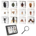 Insect Specimen Resin Collection - 12 Decorative Pieces