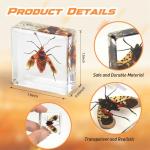 Insect Specimen Resin Collection - 12 Decorative Pieces