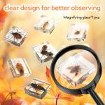 Insect Specimen Resin Collection - 12 Decorative Pieces