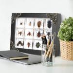 Insect Specimen Resin Collection - 12 Decorative Pieces