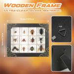 Insect Specimen Resin Collection - 12 Decorative Pieces