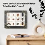 Insect Specimen Resin Collection - 12 Decorative Pieces