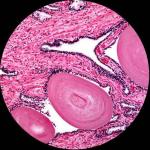 AmScope 25 Prepared Microscope Slides with Wooden Case