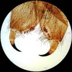 AmScope 25 Prepared Microscope Slides with Wooden Case