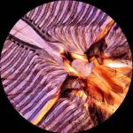 AmScope 25 Prepared Microscope Slides with Wooden Case