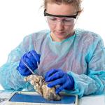 14-Piece Lab Dissecting Needle and Cleaning Kit