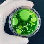 Zombie Mushroom Agar Plates - 15 Sterile Copette