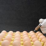 20ml Plastic Syringe Luer Lock - 12 Pack