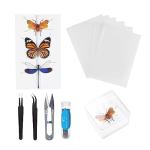 Insect Specimen Kit for Bug Enthusiasts