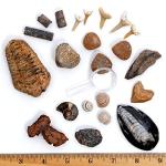 Dancing Bear Fossil Collection Kit - 12 Pieces