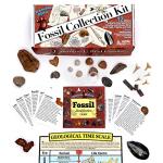 Dancing Bear Fossil Collection Kit - 12 Pieces