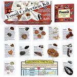 Dancing Bear Fossil Collection Kit - 12 Pieces